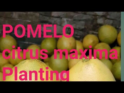 Video: Si Të Prerë Një Pomelo