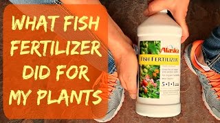 UPDATE - Alaska Liquid Organic Fish Fertilizer For Plants & Vegetables - When & How - Plant Results