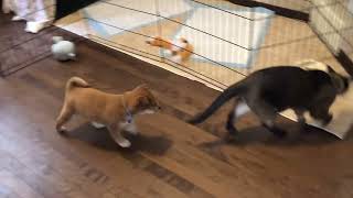 Dog And Cat Became The Best Friends/Shiba Inu And Siamese Cat Part 2/ 柴犬和暹罗猫系列 2