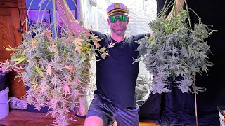 Topdressing & Harvesting Autoflowers