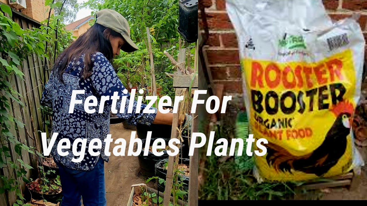 How to use rooster booster fertilizer All Vegetables Plants 