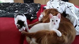 'Papa' Rocky, Snoe und Lucky by frabag100 6,163 views 5 years ago 1 minute, 9 seconds