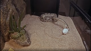 Male Tazabcan Live Feeding Double Mouse Day!