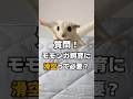 【質問】モモンガに滑空させるのは必要？