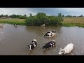 Коровы купаются в озере. Пермский край