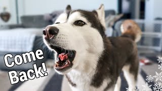 I Left My Husky Home Alone And THIS Happened!