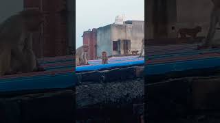 monkey