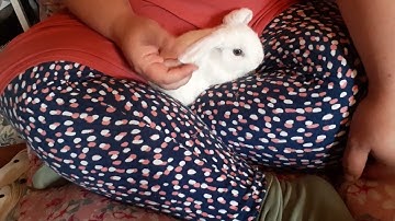 Breeding Rabbits Responsibly - Linebreeding and Its Problems and Benefits