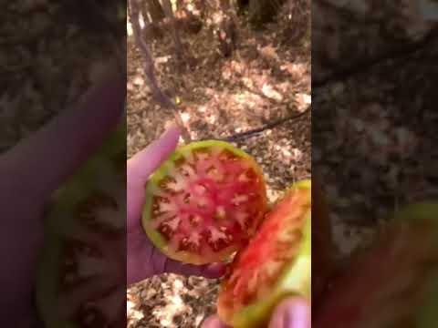   البندورة الجبليه ماشاء الله   