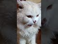 Cat video #cat #catlover #catparent #catshorts #cats #catparents