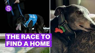 Greyhound racing takes final lap as attention turns to rehoming hundreds of dogs | Stuff.co.nz
