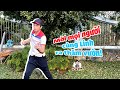 Giới thiệu cây nhà lá vườn | Bốn Ròm Channel | Hoài Linh