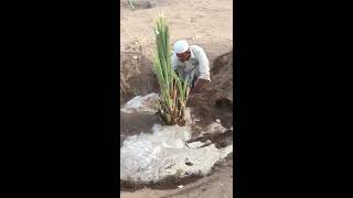 زراعة فسائل النخيل- Palm Cultivation- المهندس منصور المحمدي- www.ajwafarmsa.com