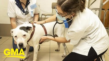 Keeping pets safe from monkeypox