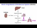 Blood Pressure Regulation Mechanisms