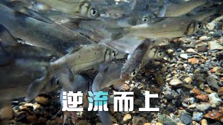 【淡水原生魚種】逆流而上圓吻鯝魚的生存機制 (我們的島 1110集 20210621)