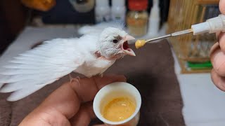 Hand Feeding 18 Day Old White Canary Baby 20230506 by Nissan Tseng 10,239 views 1 year ago 3 minutes, 6 seconds