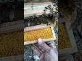 جمع حبوب لقاح النحل جمع حبوب لقاح النحل