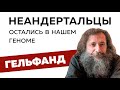 Неандертальцы остались в нашем геноме // Михаил Гельфанд