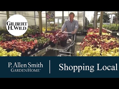 Video: Vietējie vs. Big Garden Center - uzziniet par vietējās iepirkšanās priekšrocībām