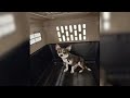 "Panamá": el perro que recorrió casi dos mil kilómetros en México
