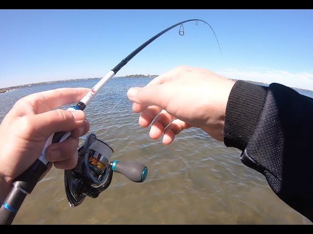 The DUMBEST Fish I've Seen!  Fly Fishing for Swan River Flathead 