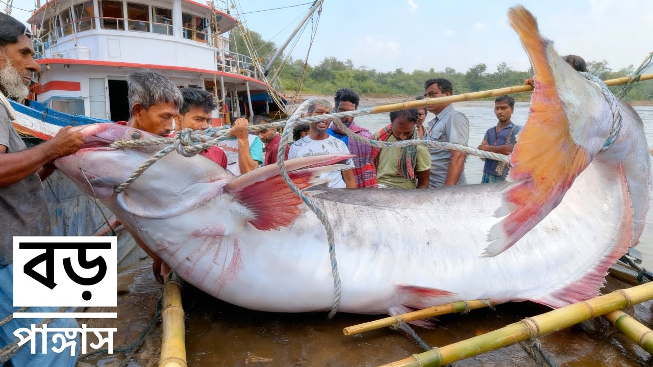 হঠাৎ ধরা পরলো পদ্মার বড় পাঙ্গাস! ধরে রাখাই মুসকিল। কত হাজার টাকা নিলাম হলো দেখুন। Today Fishmark. 