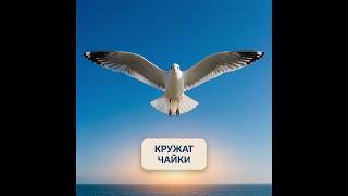 В небе чайки кружат (версия 2)