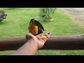 Toucan sound, Brazilian Birds