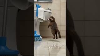 The Raccoon’s Soap Slide #ViralShort #FunnyAnimation #PixarStyle #CuteAnimals #SoapSlideFail 🦝🫧