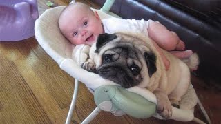 Cute Dogs and Babies are Best Friends 🐶👶 Dogs Babysitting Babies Video