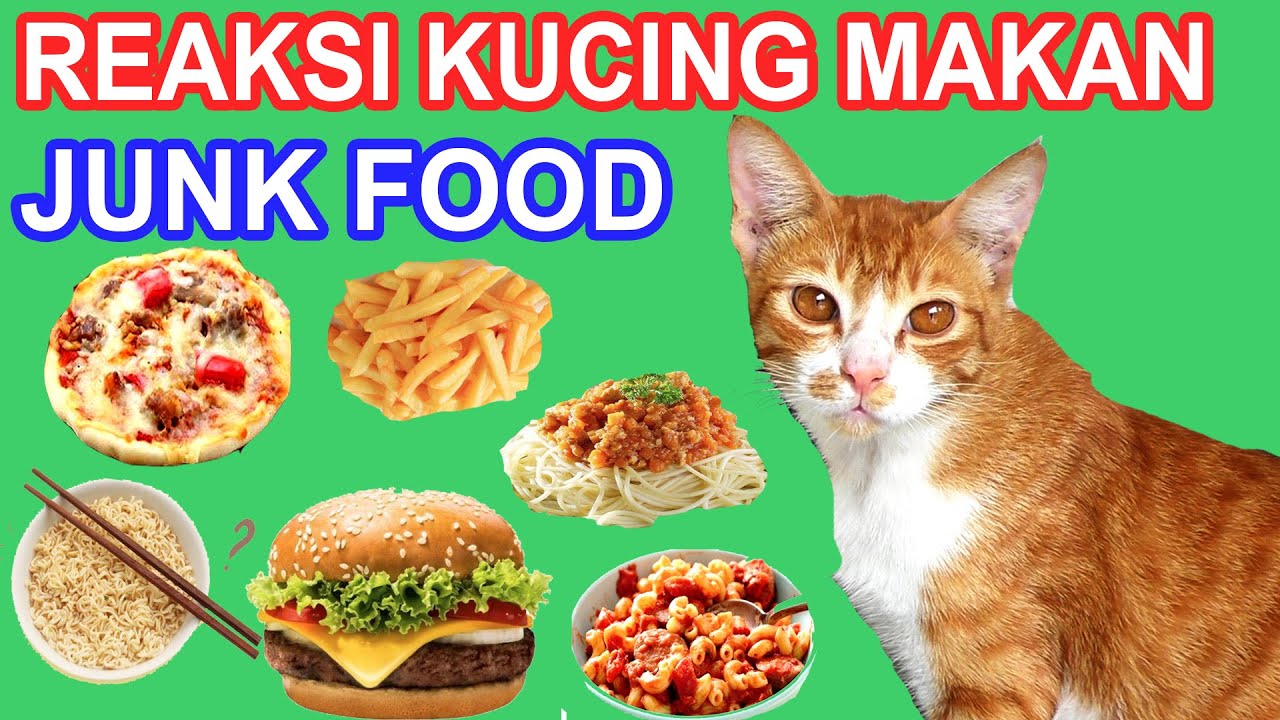 EKSPERIMEN KUCING MAKAN  MIE INSTAN, BURGER, PIZZA, MACARONI, SOSIS DAN KENTANG GORENG