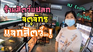 เดินจตุจักร ดูร้านสัตว์แปลก ได้เต่าฟรี คุ้ม..! jatujak pets market.