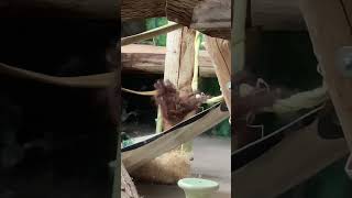 10 Month Old Baby Orangutan Learning How To Use Her Hands And Feet 