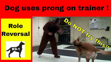 How NOT to Use a Prong Collar  (k9-1.com)