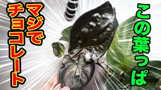 シンゴニウム チョコレートの新しく生えてきた葉っぱが美しすぎる！【観葉植物】