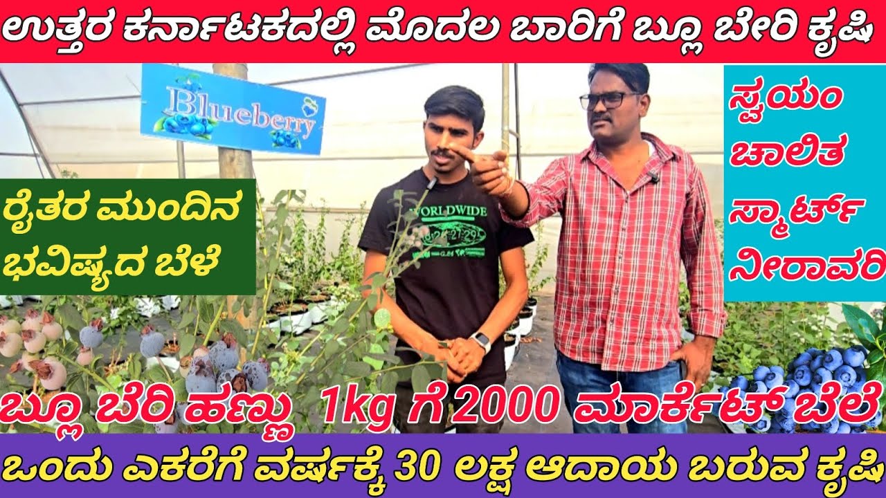 ಉತ್ತರ ಕರ್ನಾಟಕದಲ್ಲಿ ಮೊದಲ ಬಾರಿಗೆ ಬ್ಲೂಬೆರಿ ಕೃಷಿ. ಶಿರೋಳ ಗ್ರಾಮ ಬಾಗಲಕೋಟ ಜಿಲ್ಲೆ. ಕರ್ನಾಟಕ