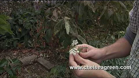 Eric Toensmeier Tours His Backyard Perennial Food ...