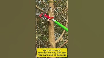 Đầu kéo tỉa cành trên cao, Kéo cắt cành cây trên cao kèm cưa loại 1 #giadungnadi #keocatcanh #shorts