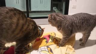 Thai Cat & Scottish Fold :ลิงชอบโชว์ไข่ by MY HOME CATS 44 views 4 years ago 12 seconds