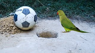 Easy Parrot Trap Using Football Rolling in Hole | Technology Bird Trap