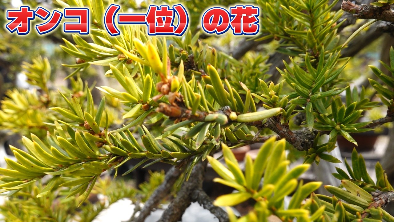 Factors Influencing Flowering and Fruiting of Yew Trees - YouTube