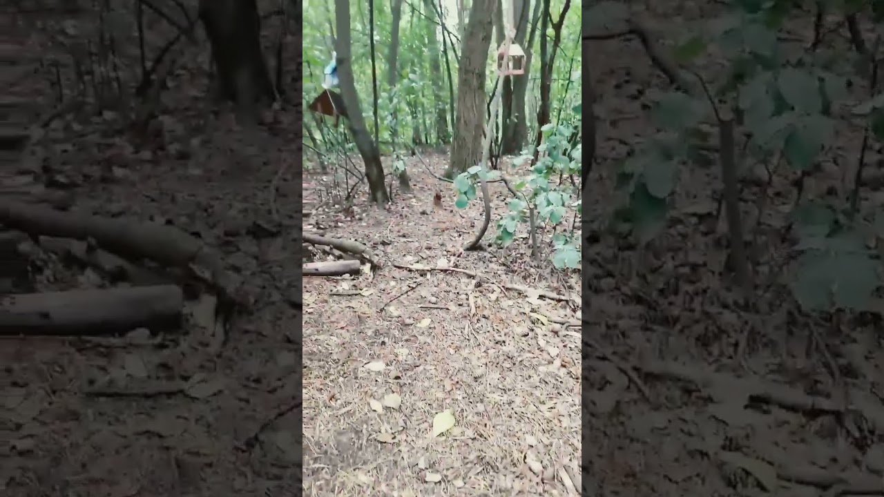 Лесная экспресс почта "Почтальон Белкин и К" 🐿Forest express mail "Postman Belkin & K"