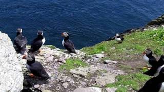 A Journey to Skellig Michael During Puffin Season