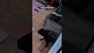 Éste cane corso, protege a su pequeño amigo gatuno. #canecorso #m#gatos #animales   ￼