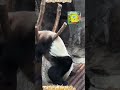 萌大是个德智体全面发展的小熊～cr:欣欣熊猫乐园 #redpanda夕消 #panda #cute #animals #熊日常 #funny #cutepanda #pets #搞笑 #大熊猫萌大