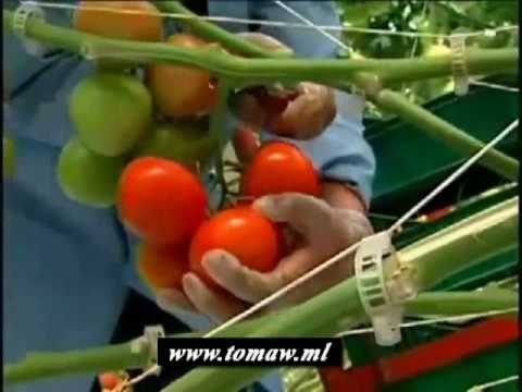 Video: Tomato 
