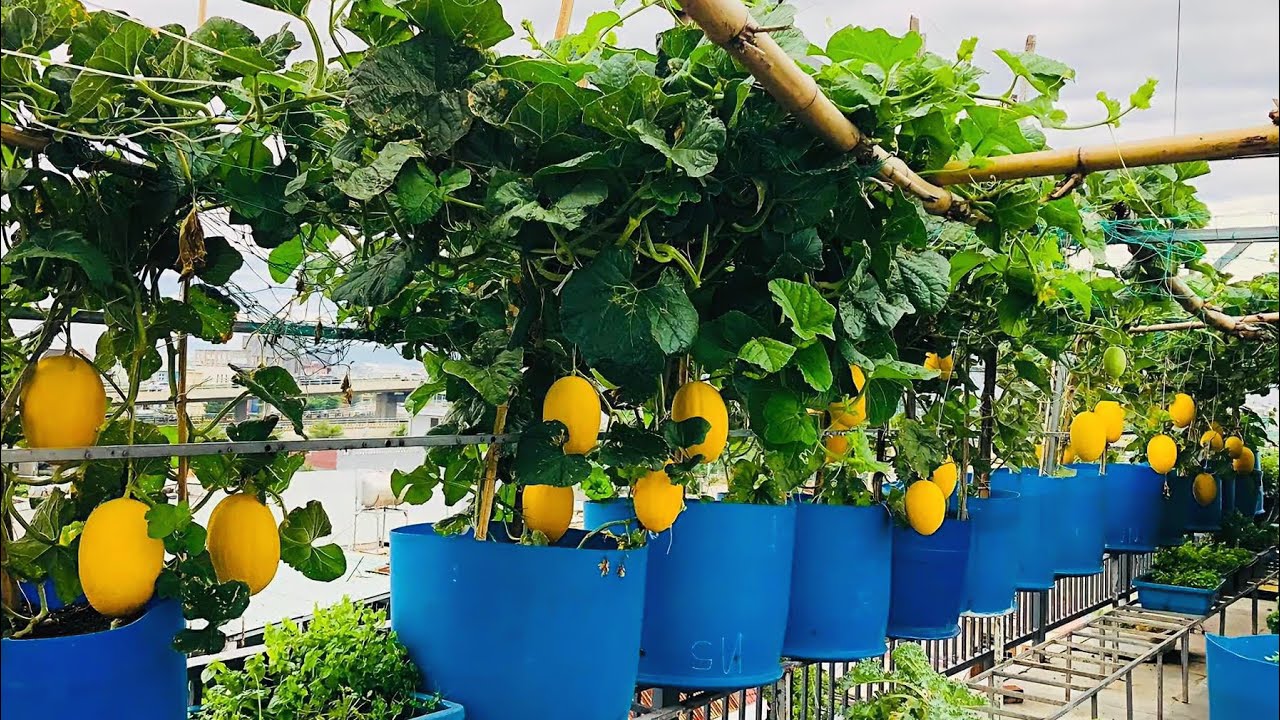 Cách Trồng Dưa Lưới Mùa Mưa ,Vườn Sân Thượng phần 2