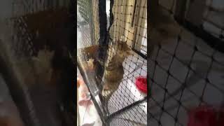 Curious Kitten Escapes Enclosure by Opening the Zipper