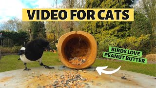 VIDEOS FOR CATS TO WATCH BIRDS | Birds Love Peanut Butter